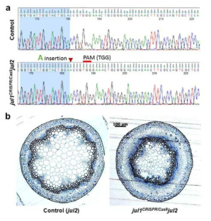 유전자 편집을 통한 jul1jul2 돌연변이체 구축 및 표현형 분석. jul1jul2의 염기서열 분석 결과 (a), jul1jul2 knock-out 식물 표현형 (b)