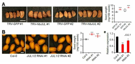 JULGI 유전자 발현 억제 식물 종자의 표현형 분석. 담배 (A), 애기장대 (B) JULGI 유전자 발현 억제 식물 종자