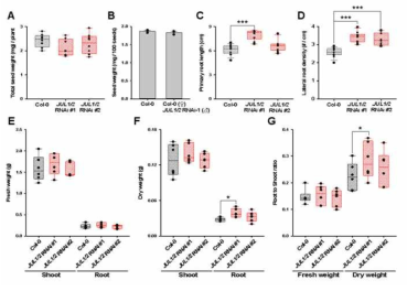 애기장대 JULGI 유전자 발현 억제에 따른 식물의 크기 및 생산량 영향 분석. 개체별 종자 수 (A), JULGI 유전자가 종자 발달 자체에 미치는 영향 검증 (B), JULGI 유전자 발현 억제 식물에서의 원뿌리 (C) 및 곁뿌리 (D) 발달 변화, JULGI 유전자 발현 억제 식물에서의 상층부(shoot)와 하층부(root) 각각의 생중량 (E), 건중량 (F) 및 층부(shoot)와 하층부(root)의 비율 (G)