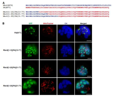 RbcS-TP와 FA-gamma의 signal sequence사이의 domain swapping mutant들의 엽록체 및 mitochondria import pattern의 분석. 사용한 construct들 (A), In vivo localization (B)