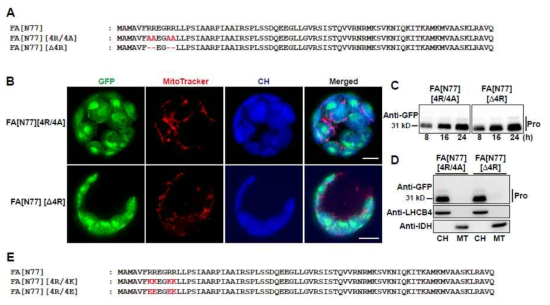 Mitochondria import에 있어서 N-terminal multiple arginine residue의 역할규명. 사용한 construct들 (A), In vivo localization (B), Western blot 분석 (C, D), KK 또는 EE 변이체 (E)