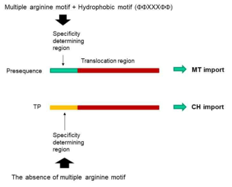 TP와 presequence의 targeting specificity determination 기작에 대한 가설