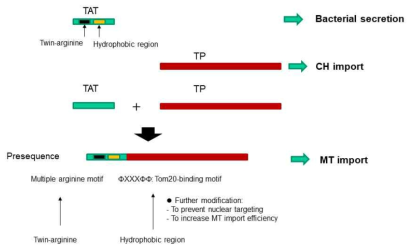 TP로부터 TAT sequence의 fusion을 통한 presequence의 evolution에 대한 가설