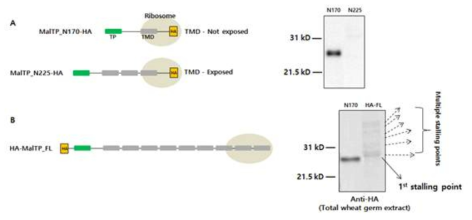 In vitro 조건에서 발현시킨 maltose transporter의 발현 패턴