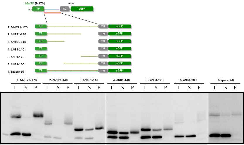 Maltose transporter의 envelope membrane insertion에 있어서의 intervening sequence의 역할 규명