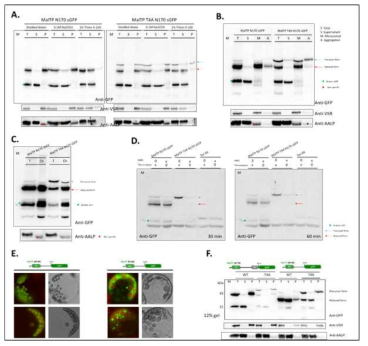 Maltose transit peptide에 존재하는 엽록체 이동의 critical sequence motif의 동정. Westrern blot을 이용한 분석 (A～D, F), Reporter들의 세포내 위치 (E)