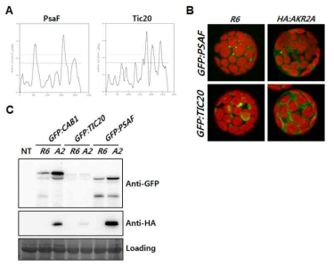 막단백질의 transit peptide에 대한 AKR2A의 chaperone 역할. 단백질의 hydrophobicity 분석 (A), 세포내의 위치 (B), Western blot을 통한 단백질 분석 (C)
