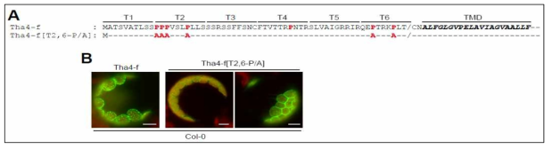 단백질의 엽록체 import 효율에 있어서 Tha4의 transit peptide에 존재하는 proline 잔기의 역할. 사용한 construct들 (A), 세포내에서의 위치 (B)