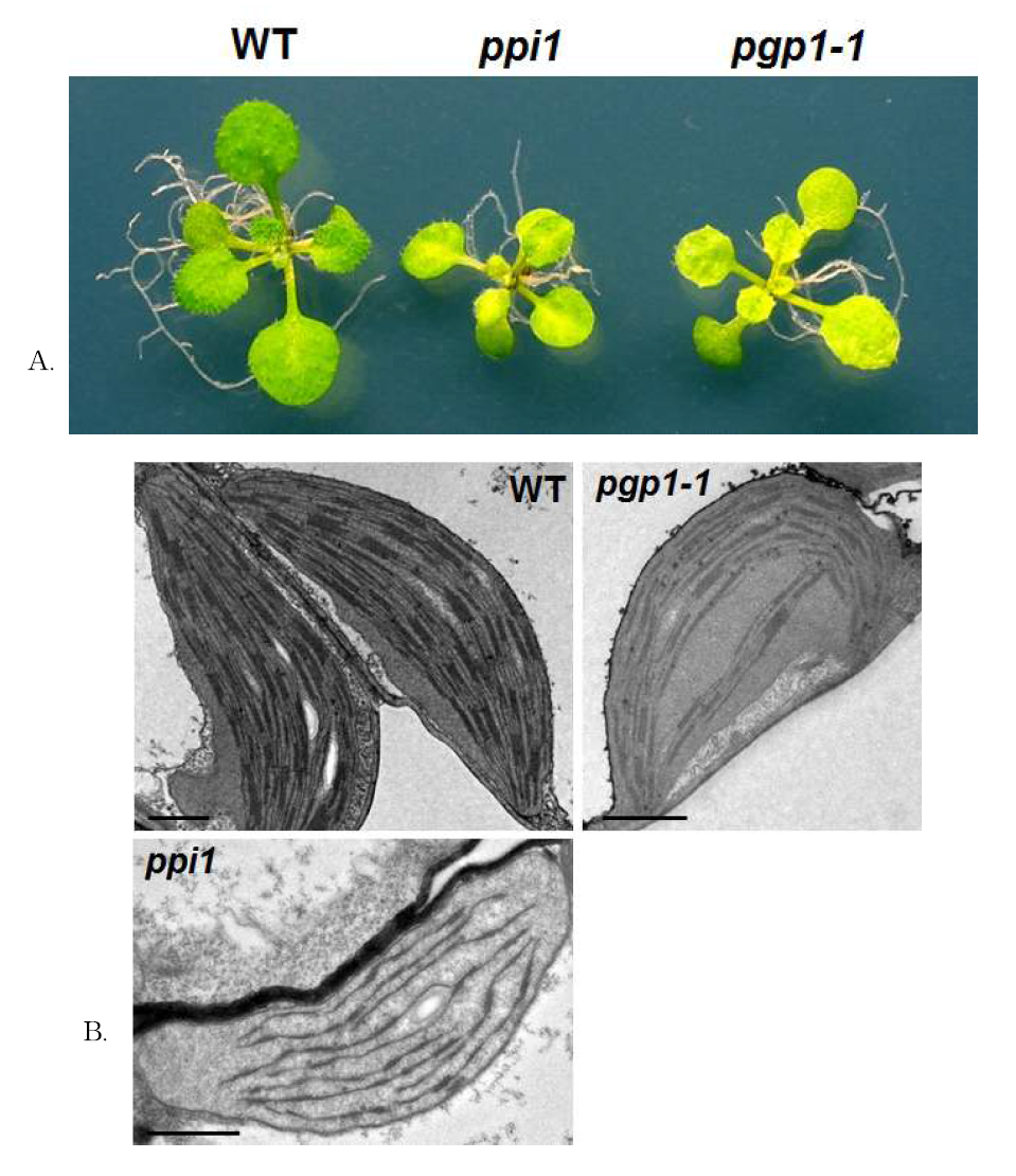 ppi1과 pgp1-1 엽록체의 ultrastructural level에서의 형태 분석. Wild type, ppi1과 pgp1-1 mutant 식물의 표현형 (A), Wild type, ppi1과 pgp1-1 mutant 식물의 엽록체 ultrastructure 형태. Bar = 1000 nm (B)