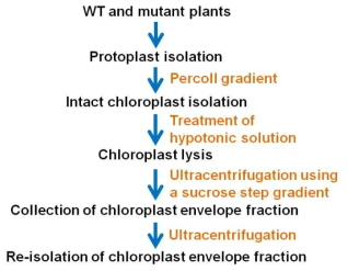 엽록체 outer envelope membrane preparation에 대한 scheme