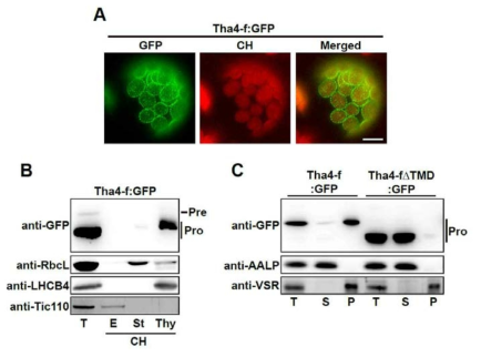 Tha4:GFP의 엽록체 외막으로의 targeting 확인. In vivo image (A), 단백질의 western blot 분석 (B, C)