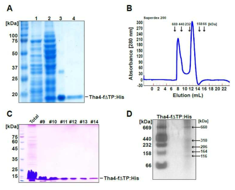 재조합 Tha4ΔTP:His의 Escherichia coli로 발현과 in vitro에서의 고분자량 복합체형성. 분리정제 후 SDS-PAGE 분석 (A), Size exclusion column chromatograph (B), Gel filtration 후 SDS-PAGE 분석 (C), Native gel 분석 (D)