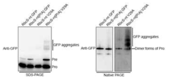 proline-poor transit peptide를 갖는 GFP[V29A]의 엽록체 import의 결합 및 응집체 형성. Pre: 전구체; Pro: 프로세스 형태