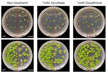 Glutathione과 ascorbate의 처리에 따른 naca2의 표현형 확인