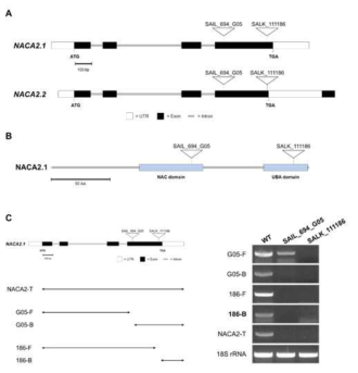 여러 naca2 mutant allele들로부터 semi-quantitative RT-PCR을 이용한 mRNAlevel 확인. T-DNA 삽입위치 (A, B), T-DNA 삽입위치 및 PCR 분석 (C)