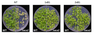 naca2 mutant의 sucrose concentration dependent 표현형 분석