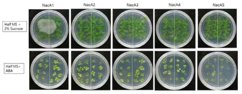 nacA mutant들의 ABA에 대한 sensitivity에 있어서 변화 확인