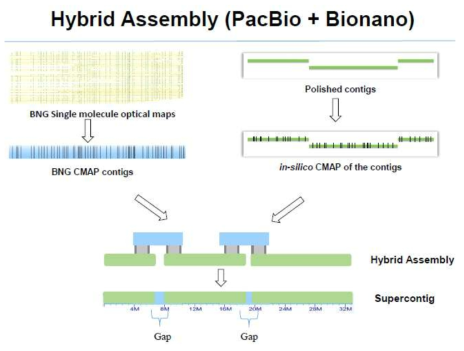 B. sinuspersici genome 어셈블 정보 활용 IRYS 분석도