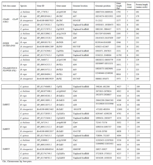 애기장대 배추, 비에너티아, 퀴노아 genome에 대한 YABBY 유전자군 유전정보