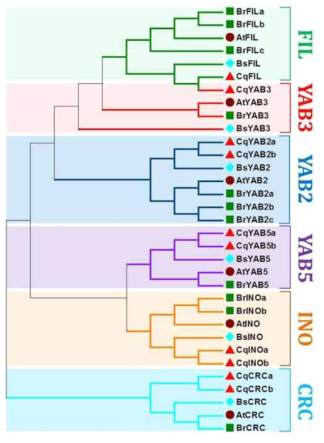 MEGA6.0 분석에 의한 애기장대, 배추, 비에너티아, 퀴노아 YABBY 유전자군의 계통도