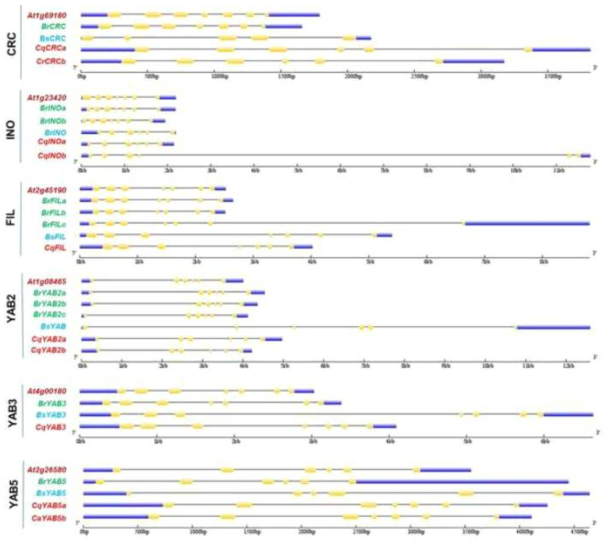 애기장대, 배추, 비에너티아, 퀴노아의 YABBY 유전자군 유전자 정보