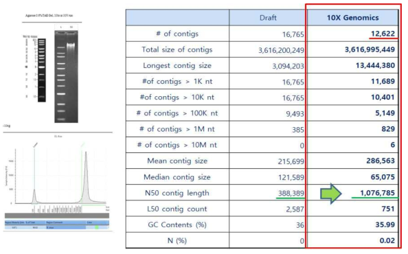 B. sinuspersici 10X genomics 분석 결과