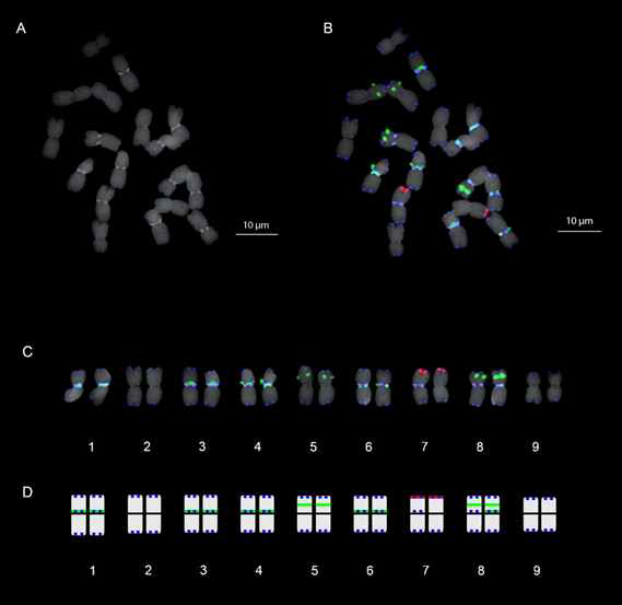 5S rDNA(green fluorescence), 18S rDNA(red fluorescence), telomeric repeats(blue fluorescence)를 이용한 B. sinuspersici의 FISH 핵형분석