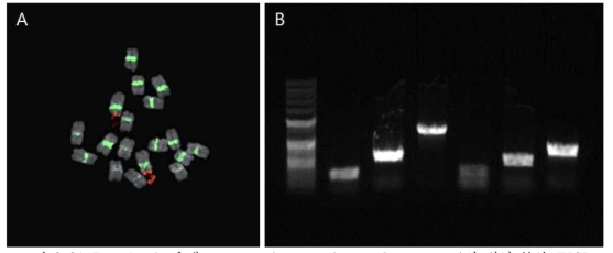 B. vulgaris 유래 centromeric repeat(green fluorescence)의 위치 분석. FISH pattern (A), 마커 후보군(B)