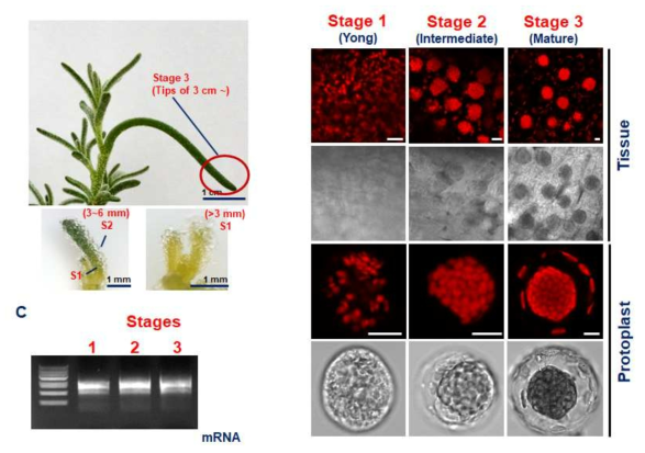 B. sinuspersici 엽 발달 단계 구분 및 mRNA 분리. 전체 식물에서의 발달 단계에 따른 형태 (A), 단계별 엽록체 형태 변화 (B), 분리한 RNA 분석 (C)