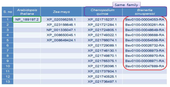 애기장대, 옥수수, 퀴노아, B. sinuspersici CHUP1 유전자들 동정