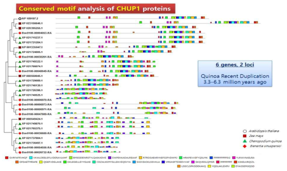 애장기대, 옥수수, 퀴노아, B. sinuspersici CHUP1 유전자들의 구조 분석