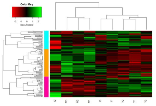 연관성 Clustering에 대한 heatmap 분석. Y: young stage, I: intermediate stage, M: mature stage. Green: 높은 발현, red: 낮은 발현