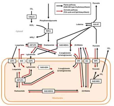 단세포 C4 model 중의 미트콘드리아내의 dicarboxylate 시스템 (black arrows)과 lipid 생합성 경로 (red arrows)의 모식도