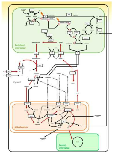 Transcriptome 분석에 기반을 둔 단세포 C4 모델. Red arrows, Klanz C4 system