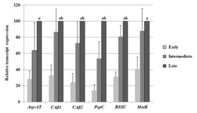 잎의 발달 단계에 따른 Beta carbonic anhydrase의 발현 pattern 분석