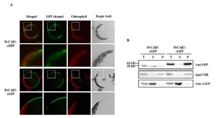 Subcellular localization of by 현미경과 western 분석을 통한 BsCAb1 and BsCAb2의 위치 분석. In vivo image (A), western blot 분석 (B)