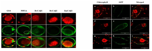 B. sinuspersici의 잎 protoplast 및 tissue에서의 Beta carbonic anhydrase의 위치 확인