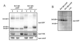 Western blot 분석을 통한 beta carbonic anhydrase의 subcellular localization 및 high molecular weight complex 형성 분석. 단백질의 SDS-PAGE (A)와 native gel (B)후의 western blot 분석