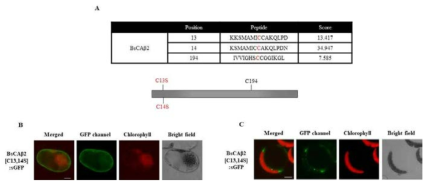 Beta carbonic anhydrase의 PM localization에 대한 N-terminal palmitoylation의 역할. Palmitoylation site 예측 (A), B. sinuspersici에서의 in vivo 위치(B), Arabidopsis protoplast에서의 위치 (C)