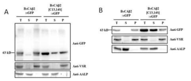 C13/C14의 cysteine residue들에 mutation이 도입된 BsCAb2의 subcellular frationation 및 western blot 분석을 통한 위치 분석. B. sinuspersici (A)와 Arabidopsis (B)로부터 얻어진 단백질의 western blot 분석
