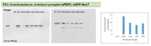 Arabidiopsis protoplast를 이용한 PEPC promoter의 transcriptional activity의 분석