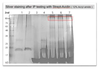 PEPC upstream region 100 bp fragment에 특이적으로 결합하는 protein factor의 동정