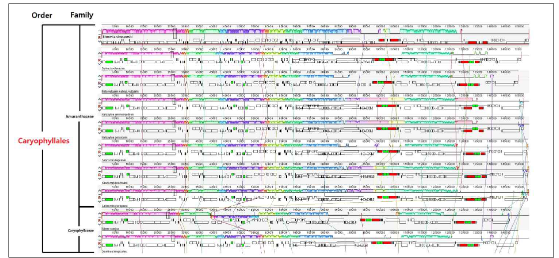 Caryophyllales order 내의 식물종들의 엽록체 게놈의 구조 변이 비교분석
