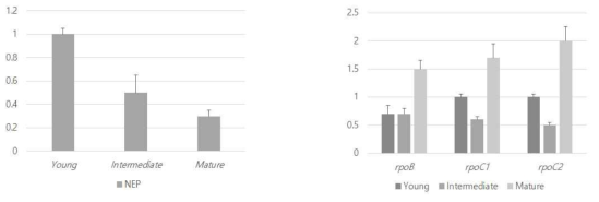 잎 발달과정에서 NEP과 PEP의 유전자 발현 분석