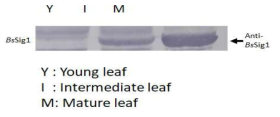 잎 발달 관정에서 나타나는 Sig1 단백질의 변화량 분석