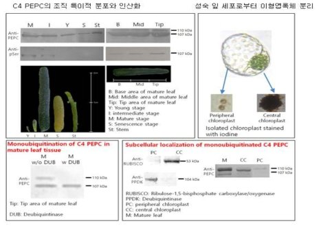 B. sinuspersici에서의 PEPC의 동정과 발현 pattern 분석