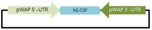 구축된 hG-CSF donor벡터 모식도