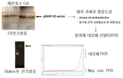 pWAP Knock-In벡터 정제 및 내성체 실시간 PCR 분석