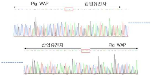 내성체 유전자 삽입 위치 염기서열 분석결과