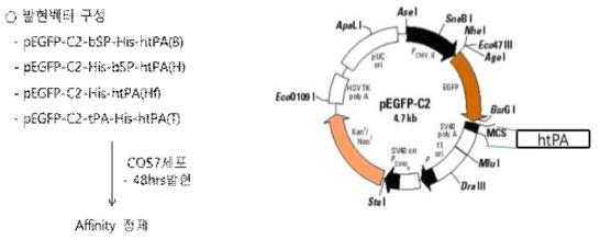 재조합단백질 발현 효율성 분석을 위한 재조합단백질 구성